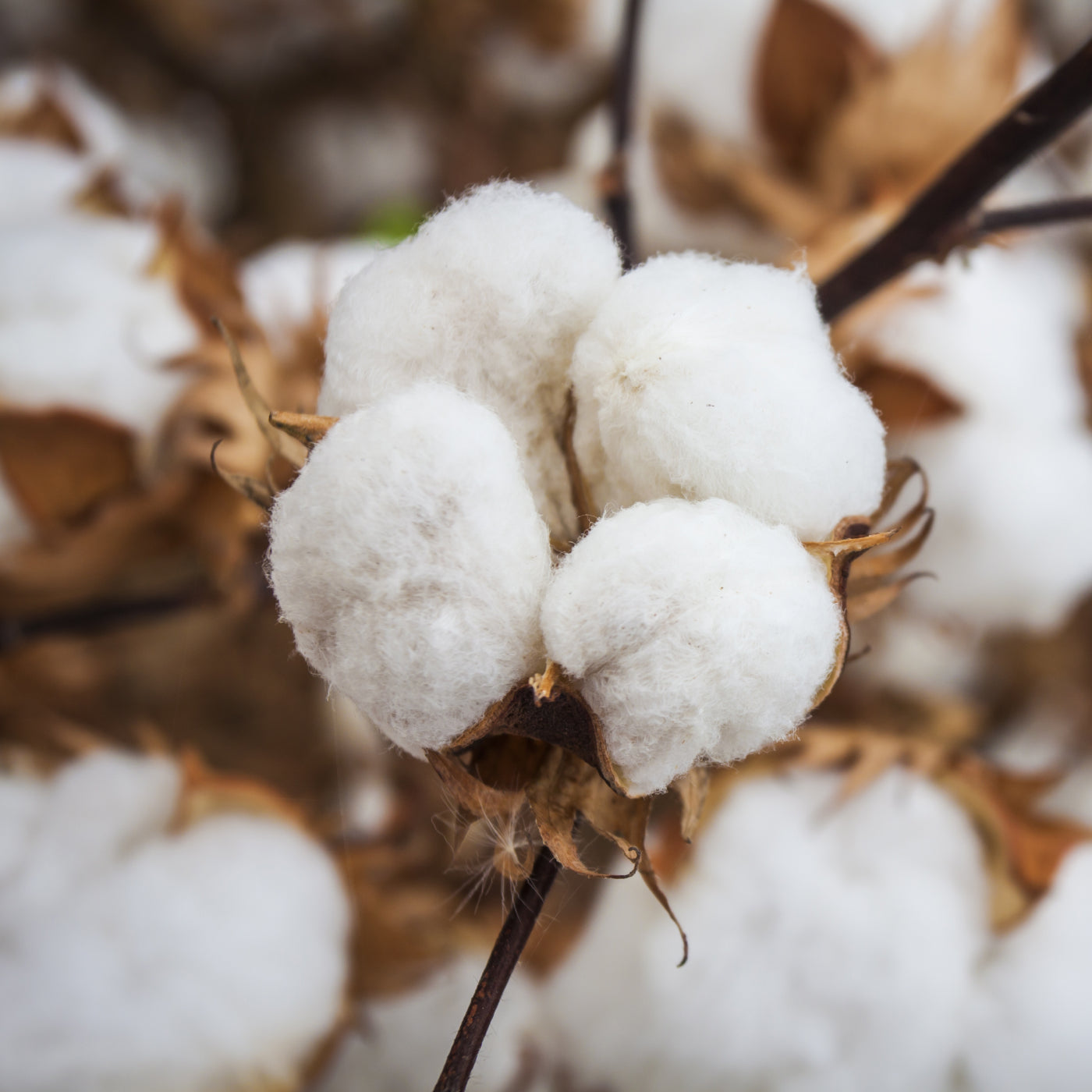 Baumwolle